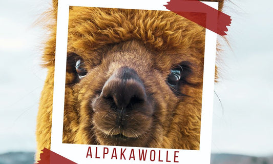Alpakawolle: Luxus und Wärme für die Hände - Handarbeiten